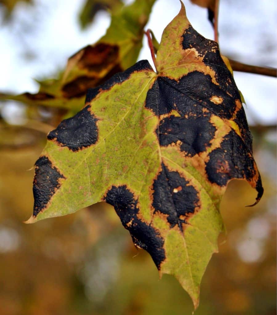 Black spot, also called tar spot, is a fungus that appears on leaves like this infected maple leaf.