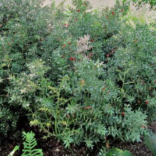 Butcher's broom shrub