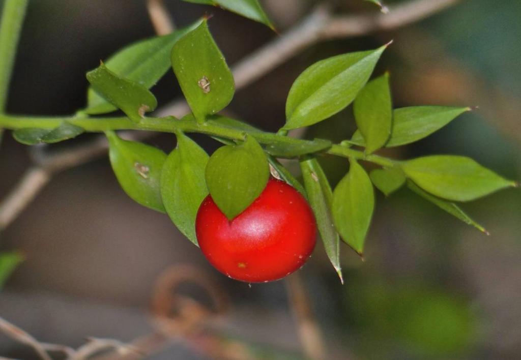 Butcher's broom twig and fruit
