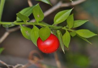 Butcher's broom twig and fruit