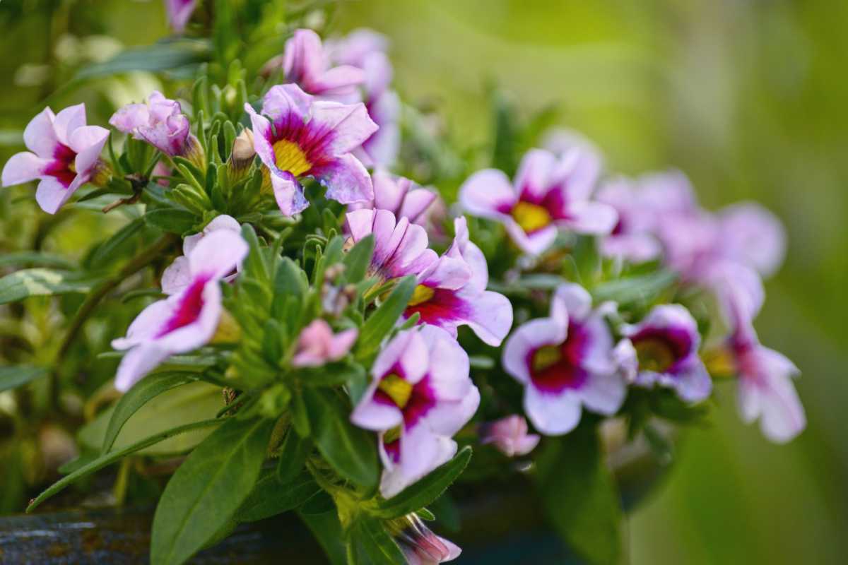 Violet calibrachoa flowers