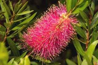 Planting Lemon bottlebrush or Callistemon