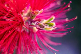 Origin of callistemon and different varieties