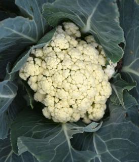 Cauliflower care