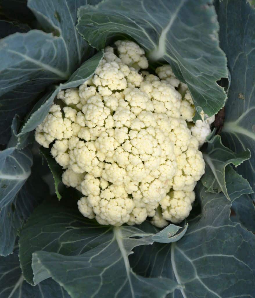 White head of cauliflower wrapped in deep blue-green caulilower leaves.