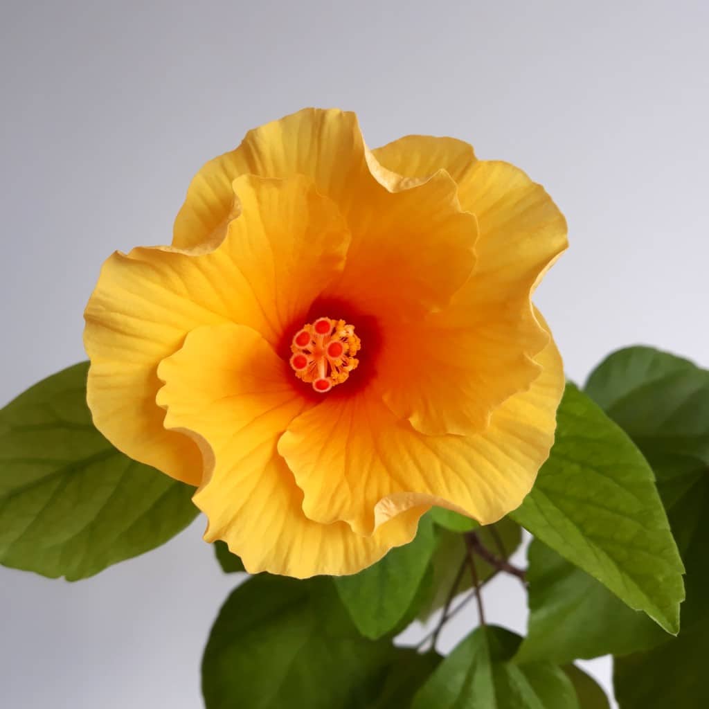 Yellow china rose with a few leaves against a pale gray background.