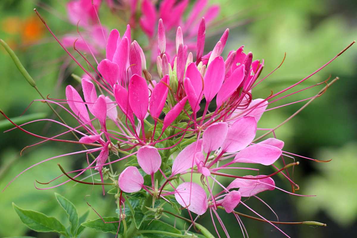 Cleome flower