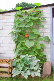 climbing red kuri plant