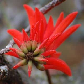 Caring for a coral tree
