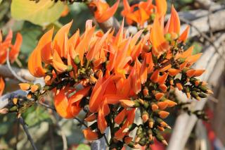 Coral tree, erythrina