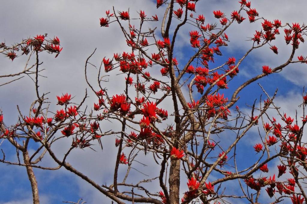 Coral tree, how to plant and care for Erythina trees