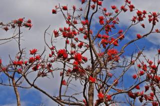 Planting a coral tree