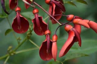 Species of coral tree