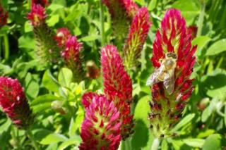 Crimson clover, a great cover crop