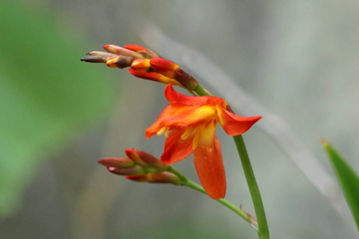 Crocosmia flower opening up