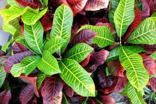 Croton with colorful leaves