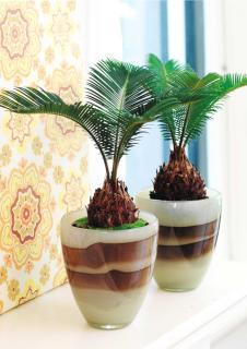 Two potted cycas, still small, on a windowsill.