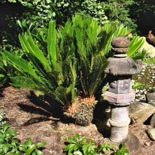 Japanese garden with outdoor cycas