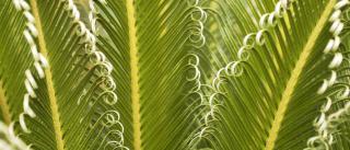 Lush cycas throwing out many new fronds