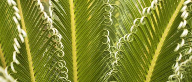 Lush cycas throwing out many new fronds
