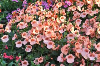 Diascia planting