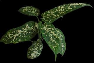 Dieffenbachia leaves, variegated