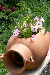 Dipladenia mandevilla