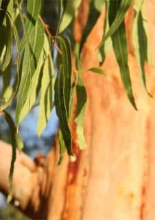 A few long eucalyptus leaves hanging against the ocre tan backdrop of a eucalyptus trunk with a bit of blue sky.