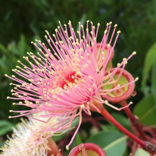 Eucalyptus flower