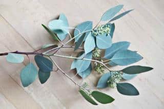 Single eucalyptus branch with buds