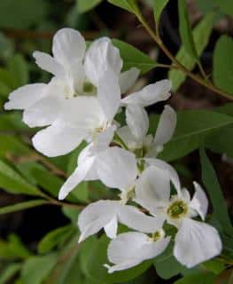 White flowers of the Exochorda shrub