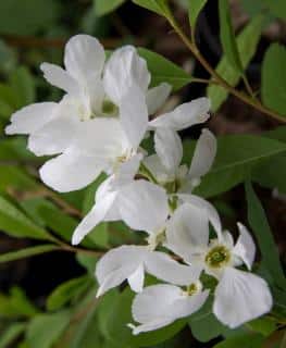 Pearly flowers of Exochorda