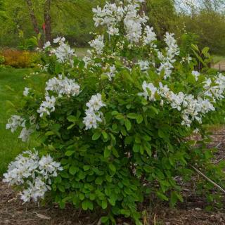 Exochorda care