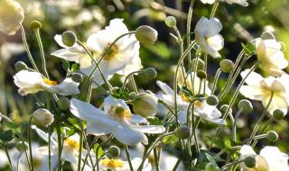 White japanese anemones in a field