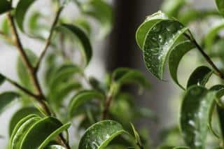 Ficus benjamina