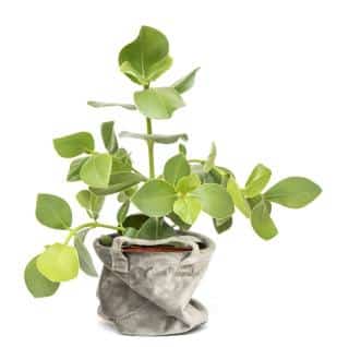 Elastica rubber ficus