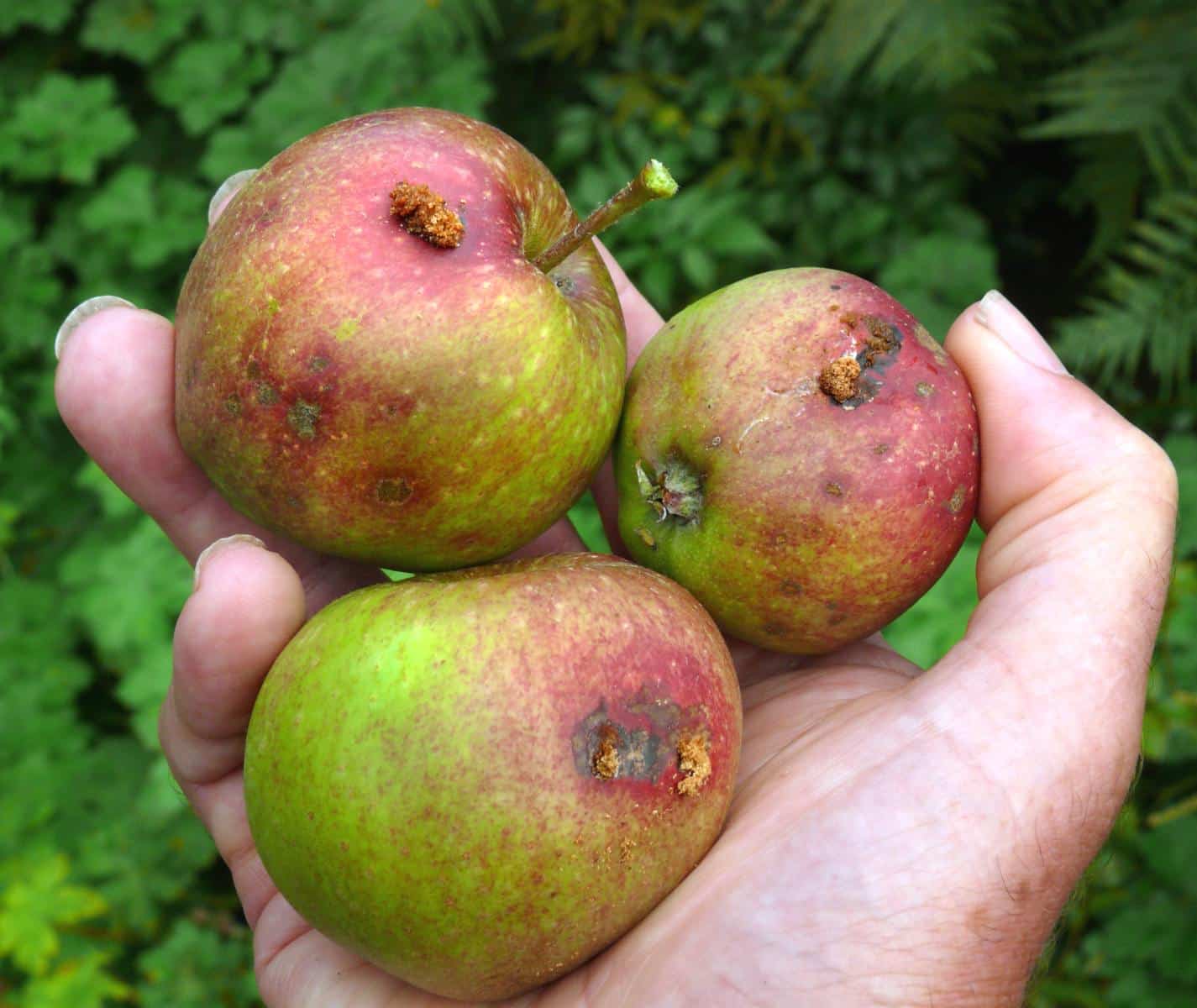 Three apples infected with codling moth fruit worms
