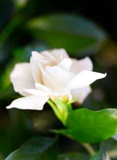 Gardenia cuttings