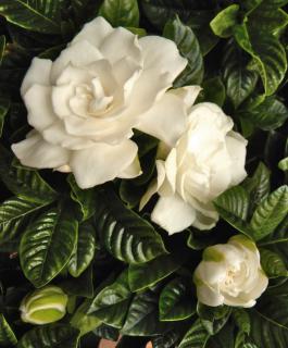 Caring for gardenia