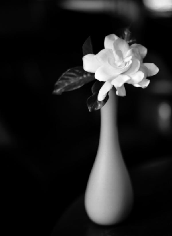 Gardenia vase