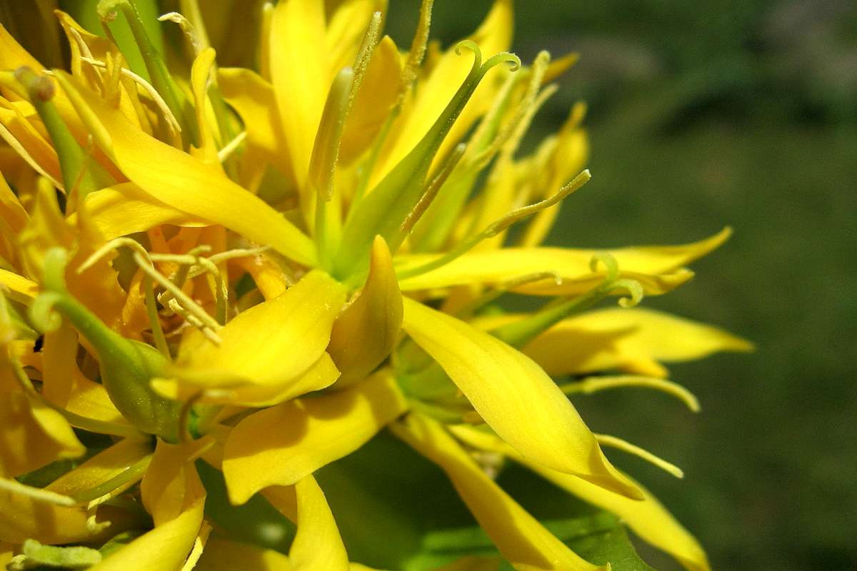 Yellow gentiana lutea flower