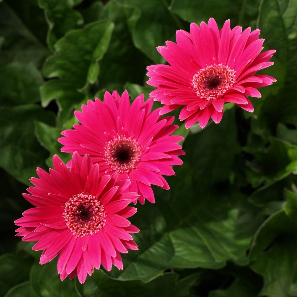 Garvinea, the garden gerbera - growing, planting, sowing, varieties - hardy