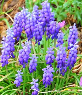 A cluster of light-colored violet grape hyacinths.