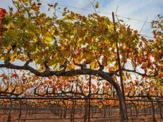 A cordon-type pruned grapevine in autumn.