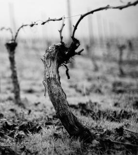 Double guyot grapevine pruning, black & white.