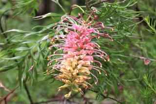 Grevillea juniperina planting