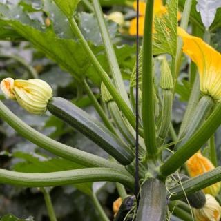 A handful of zucchini fruits still growing on the plant with new and old flower buds.