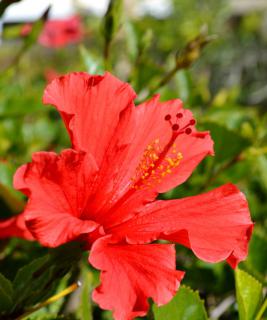 A red frilly-petaled hibiscus flower reaching for the sun.