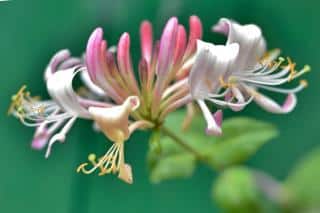 Honeysuckle flower