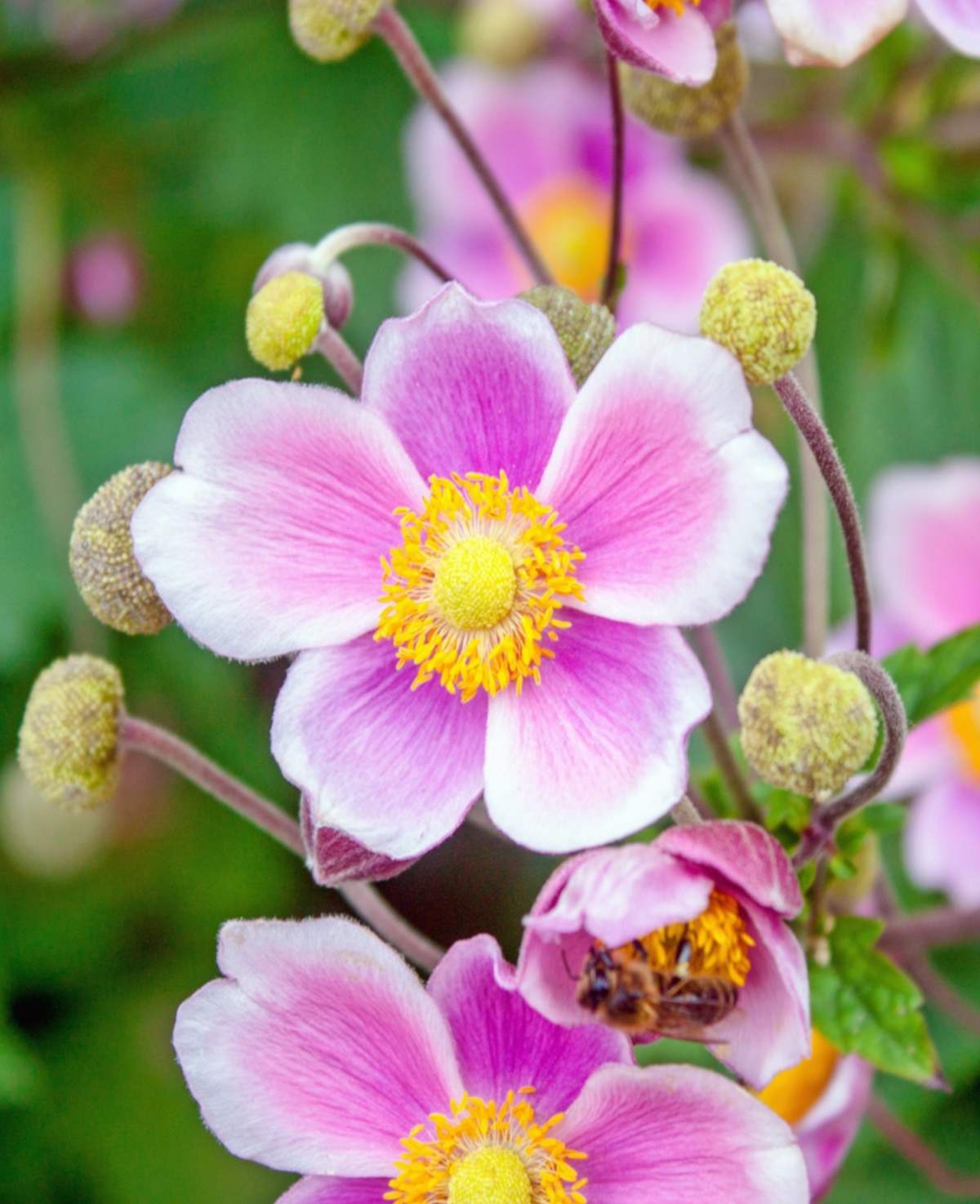 Pink japanese anemones with white fringes